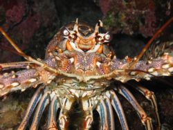 Lobster
Turks and Caicos
PowerShot S410 with SunPak G-f... by Tyler Morgan 